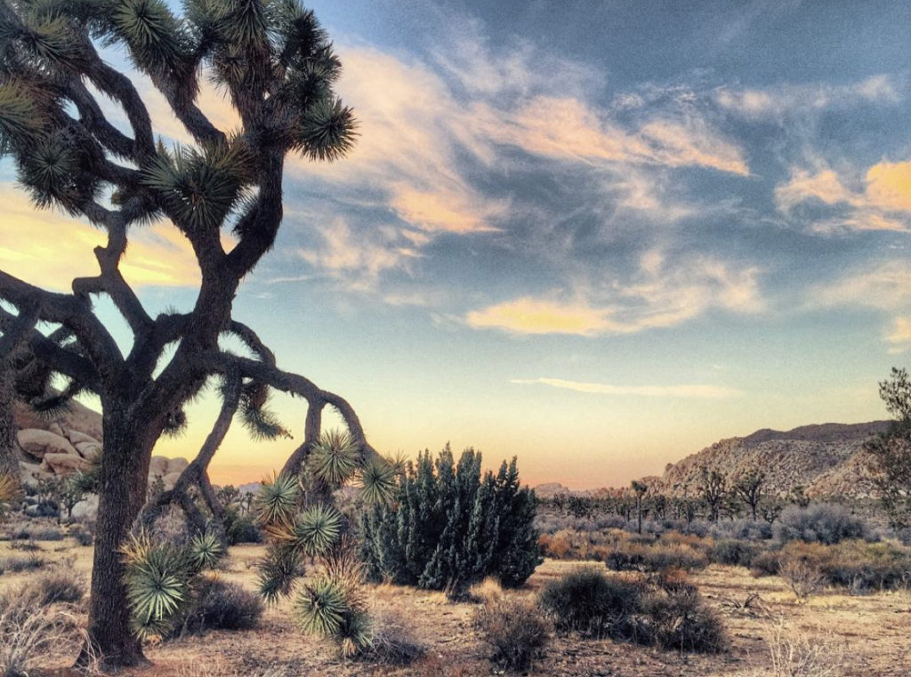 Joshua Tree National Park