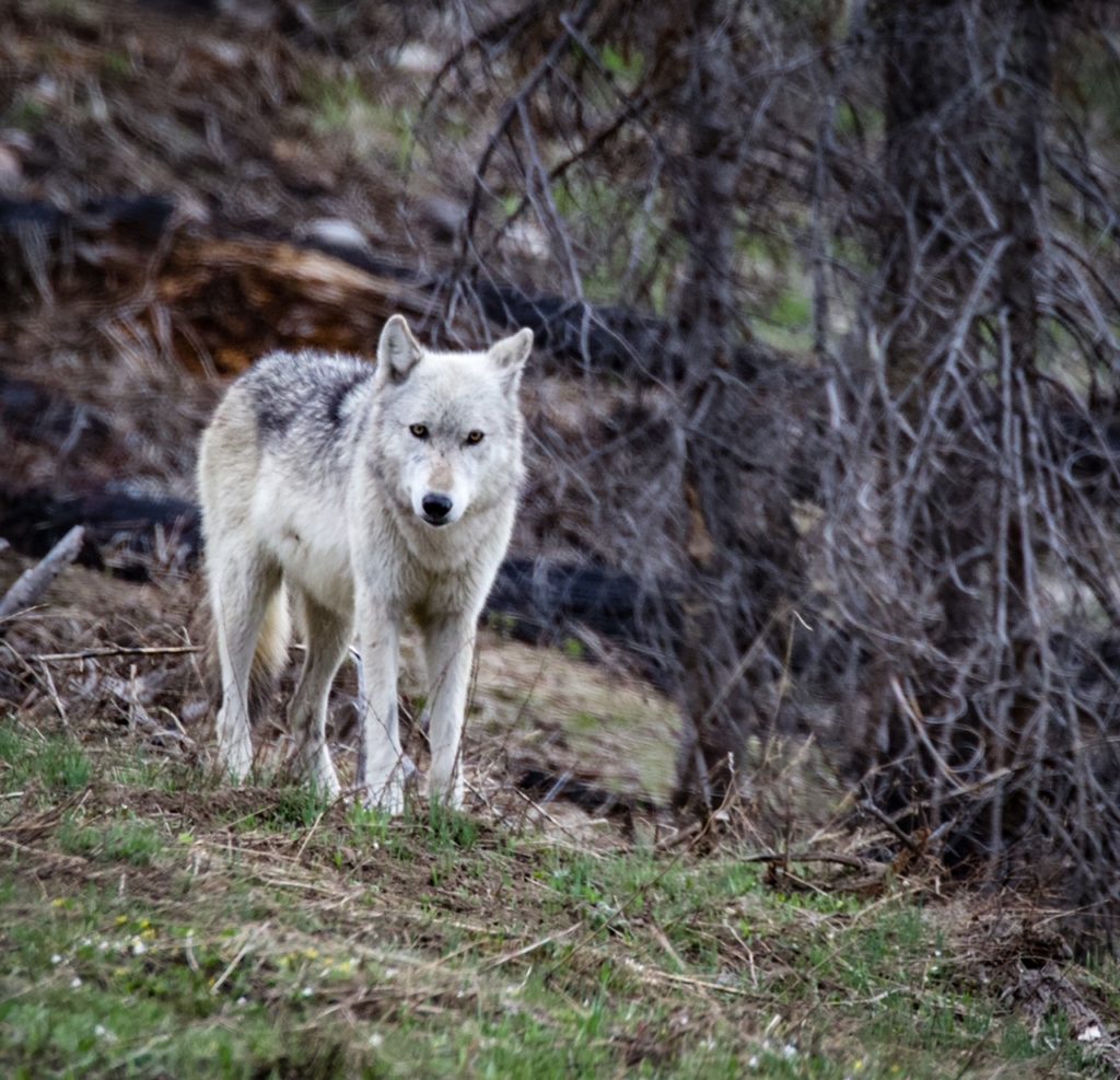 How to Plan an Epic Adventure in Yellowstone and Grand Teton