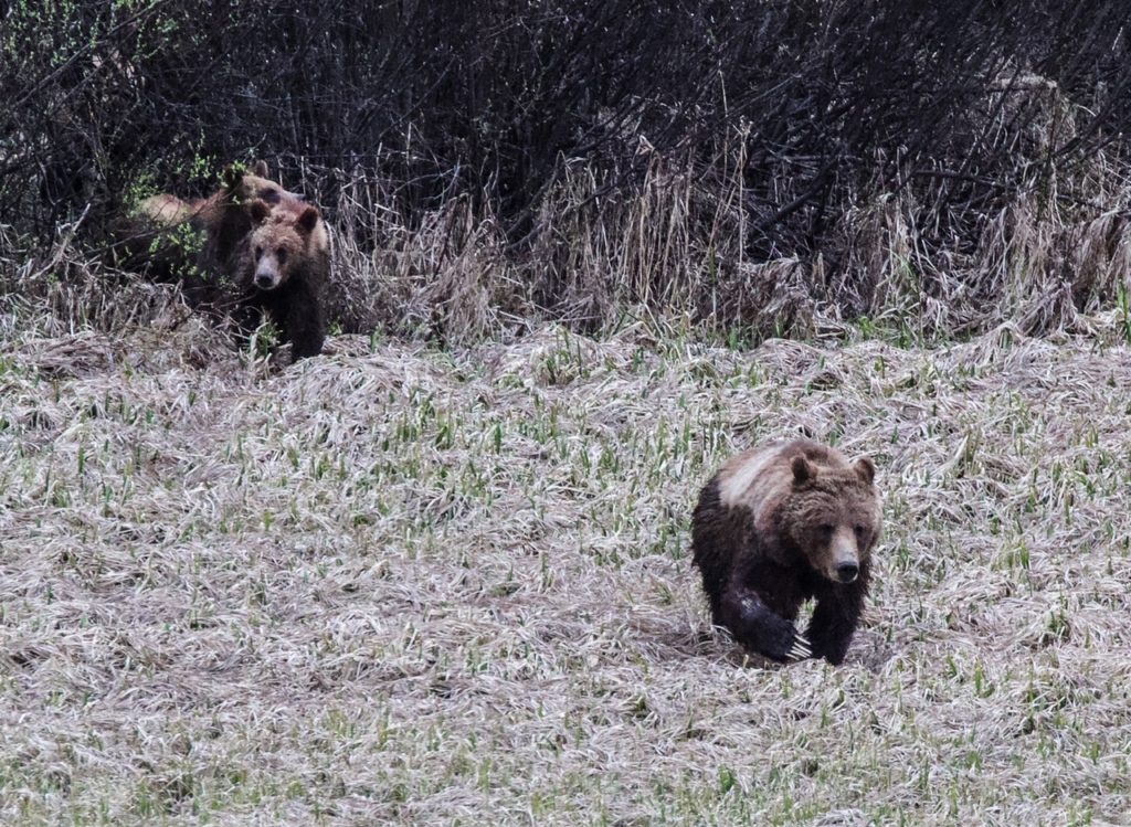 How to Plan an Epic Adventure in Yellowstone and Grand Teton